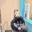 멍블리 펫 이미지