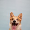 송도동물병원 이미지