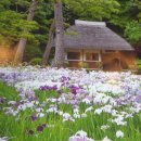 도쿄12 - 미쓰쿠니가 만든 전통 정원 고라쿠엔을 구경하다! 이미지
