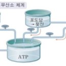 미토콘드리아 대사작용 이미지