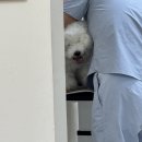 강아지 미장원 이미지