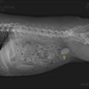 경희궁 바른 동물병원 이미지