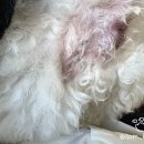 압구정동물의료센터 이미지