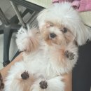 꿈을 키우는 한자급수 도전 | 30대 직장인 언니의 김포애견미용학원 갓생 도전기