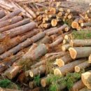 삼나무집펜션 이미지