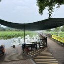 회산백련지 소공원 이미지