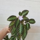 바이올렛약국 이미지