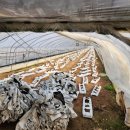 차씨네농장 이미지