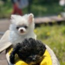 지금여기서행복하개 이미지