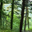 잣나무숲 이미지