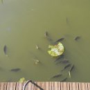 궁동생태공원 이미지