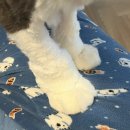 냥클래스 | 성남 고양이 미용 '냥클래스' 에서 보리 무마취 교감 미용 후기