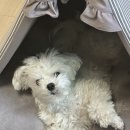 배스킨라빈스 (의정부송산점) | 의정부 디어퍼피 애견미용실 :: 제주도 한달살이 전 미용하기