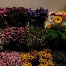 도우민박 이미지