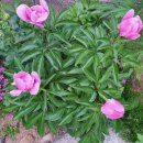 이플펜션 이미지