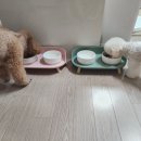 판도라독 이미지