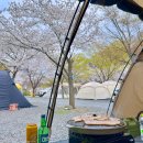 밀양표충오토캠핑장 | 경남 벚꽃 캠핑장 추천 밀양 표충오토캠핑장