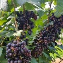 이슬농원 이미지