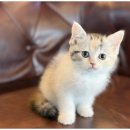 강아지와고양이 이미지