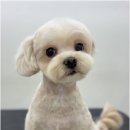 뽀그리독 이미지