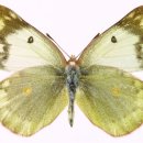 노랑나비 이미지