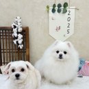 허그몽몽 이미지