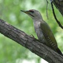 남이섬의 청딱다구리(Grey-headed Woodpecker) 이미지
