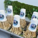 피키래빗 이미지