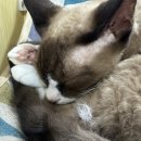 냥이는꿀꿀 이미지