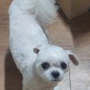 바우와우 애견샵 이미지