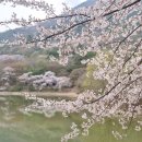 여명로25번길 | 진해 군항제 벚꽃 명소 중 꼭 가봐야할 곳! 진해내수면환경생태공원 한적한 벚꽃 스팟 추천!