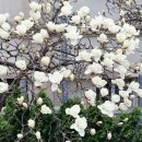 3월26일커피카페 | 서울 용산 목련 카페 명소! 굿뉴스 카페앤모어 직접 다녀온 후기 (3월 26일 기준)