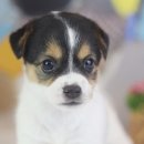 도그마루 강아지고양이 의정부노원점 이미지