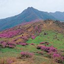 산청 황매산 - 황매평전, 떡갈재~베틀봉 일원이 백미 이미지