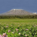 킬리만자로 이미지