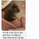 고양이분양 꽃개와 꽃냥 인천 청라점 이미지