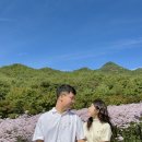 호수농원가든 | [문경 가볼만한 곳] 대구 근교 꽃구경 문경 문희농원 개미취 포토존 주차