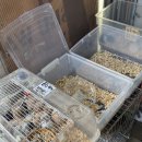 여기애가까운약국 | 청계천 애완동물거리 동대문 애완동물거리 슈가글라이더 금붕어 앵무새