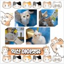 (유)제일 | [익산고양이카페 아이캣유]이색데이트 고양이카페