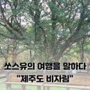 비자림헤어 네이버블로그