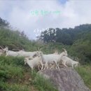 세이지우드 홍천산양목장 이미지