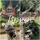 보고르 | 자카르타 #6 | 자카르타 6일차 : 보고르 따만 사파리 후기(자카르타 출발, 투어 예약 정보, 가격, 소요...