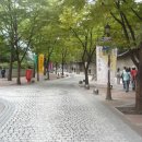 국도24호선가로수 이미지