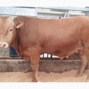 대등축산 이미지