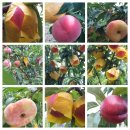 GAP 복숭아 용택(무른황도) 50% 맛보기 이벤트 이미지