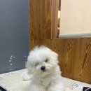 도도그루밍 이미지