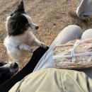 제일안전 | 풀리지 않는 강아지목줄 추천 : 마틴게일이 제일 안전해요!(사용 찐 후기)