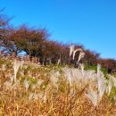 대저오리 네이버블로그