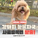 매일멍냥8 | 강아지 눈물 자국 원인과 비루관 막힘, 강아지 알러지 사료 및 강아지 눈물 사료 8종 비교 후기