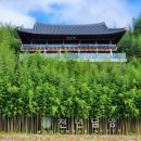 읍내8통마을회관 | 담양 명소 추천 죽녹원 대나무 숲길 산책 전남 여행지 가볼만한 곳 알포인트/1박2일/드라마 촬영지